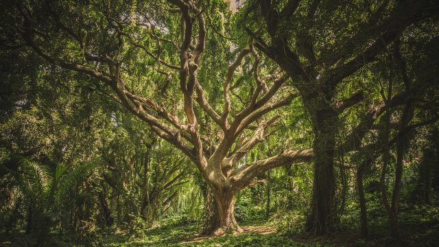 Alte Seele, Entspannung