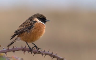 Vogelgezwitscher