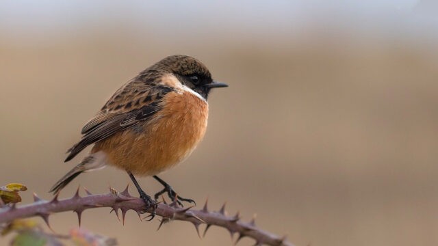 Vogelgezwitscher