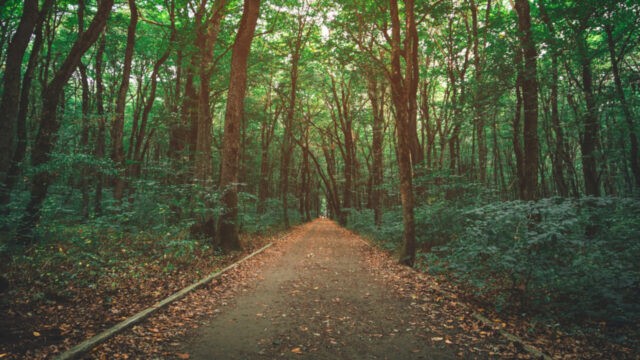 Dualseelenweg meistern