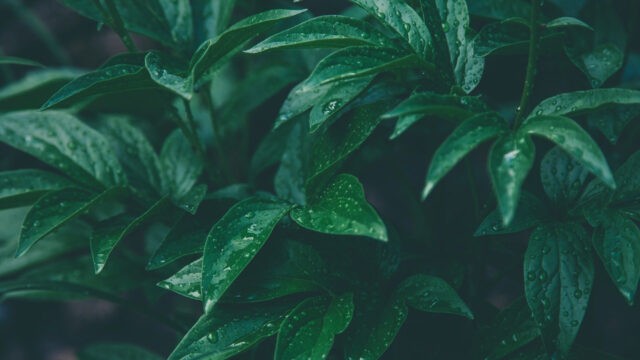 Selbstliebe, natürlich, heil, gesund, weise, klug, intelligent, reif, tief, logisch, no-brainer, normal, selbstverständlich