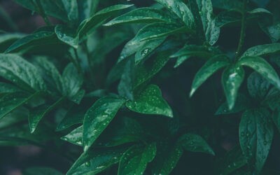 Ruhe, Stille, Frieden