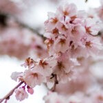 Lebensschreiberin, Neue-Erde-Schreiberin