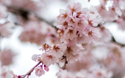 Lebensschreiberin, Neue-Erde-Schreiberin