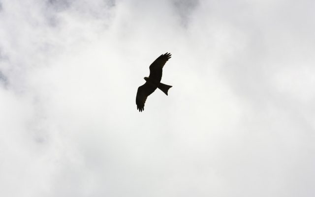 Freiheit von Narzisst