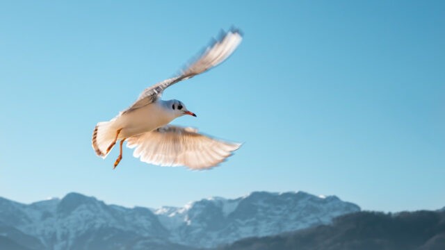 Fliegen