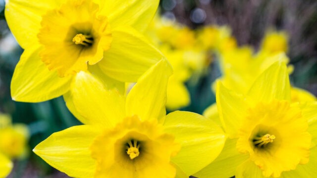 Narzissmus, Psychopathie Hypothese