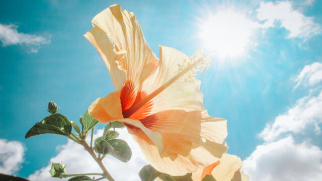 Vertrauen, Hingabe, Spiritualität