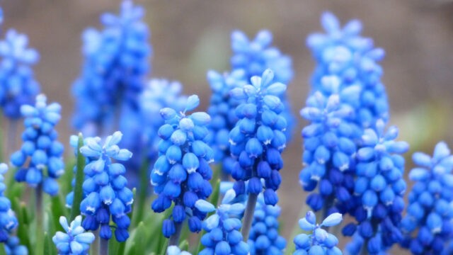 Seele, wahres Selbst vs. spirituelles Ego, Ego, Aufopferung, Aufopferung für andere, Helfersyndrom, opfern