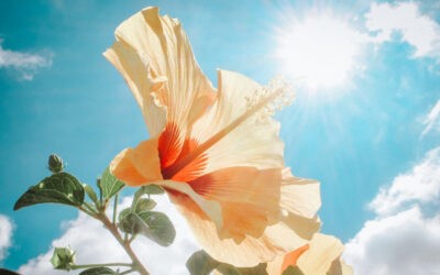 HOMMAGE an die Seele bzw. mich als Seele